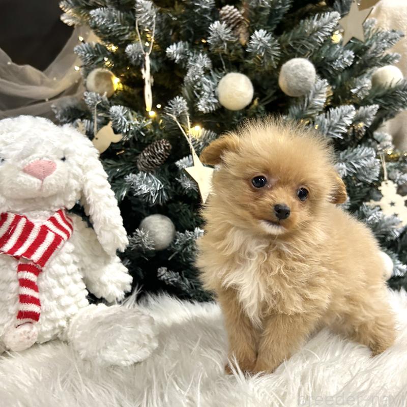 販売中の栃木県のポメプー:ポメラニアン×トイプードル-434001の6枚目