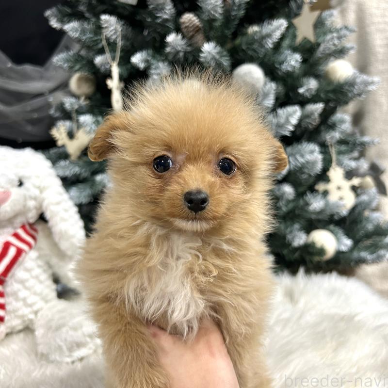 販売中の栃木県のポメプー:ポメラニアン×トイプードル-434001の5枚目