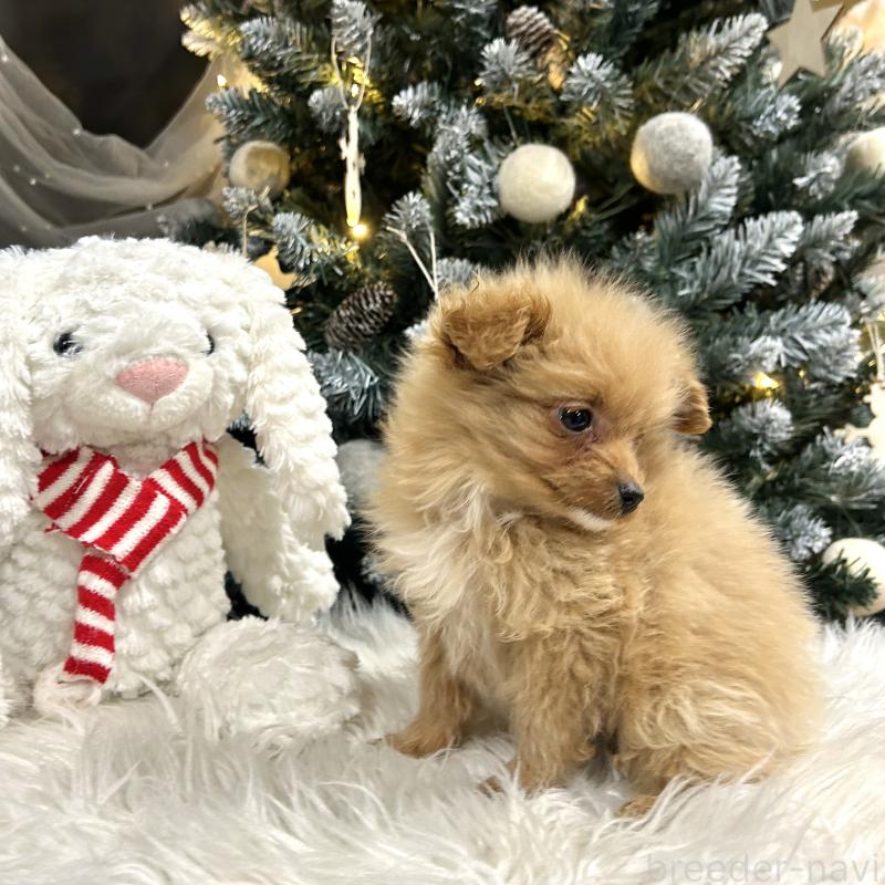 販売中の栃木県のポメプー:ポメラニアン×トイプードル-434001の4枚目