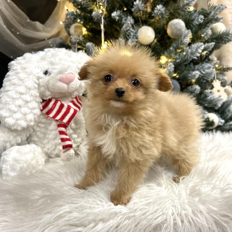 販売中の栃木県のポメプー:ポメラニアン×トイプードル-434001の3枚目