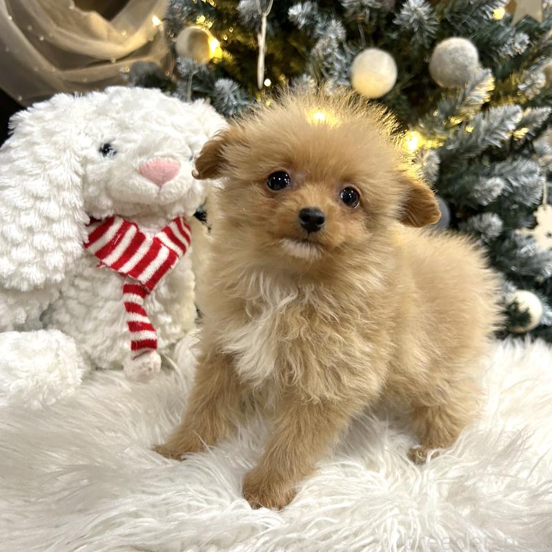 販売中の栃木県のポメプー:ポメラニアン×トイプードル-434001の2枚目