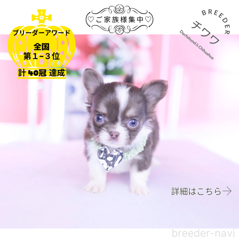 販売中ののチワワ(ロングコート)-431059