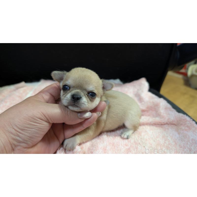 販売中の静岡県のチワワ(スムースコート)-433999の5枚目