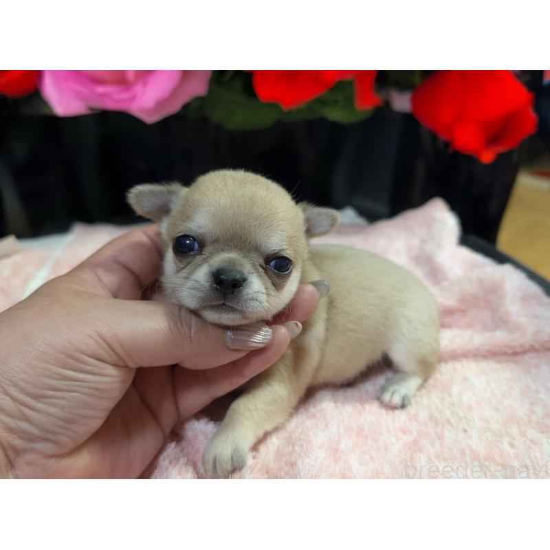 販売中の静岡県のチワワ(スムースコート)-433999の4枚目