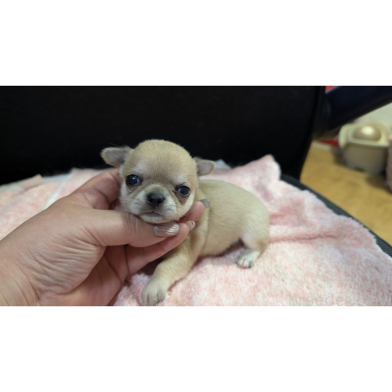 販売中の静岡県のチワワ(スムースコート)-433999の3枚目