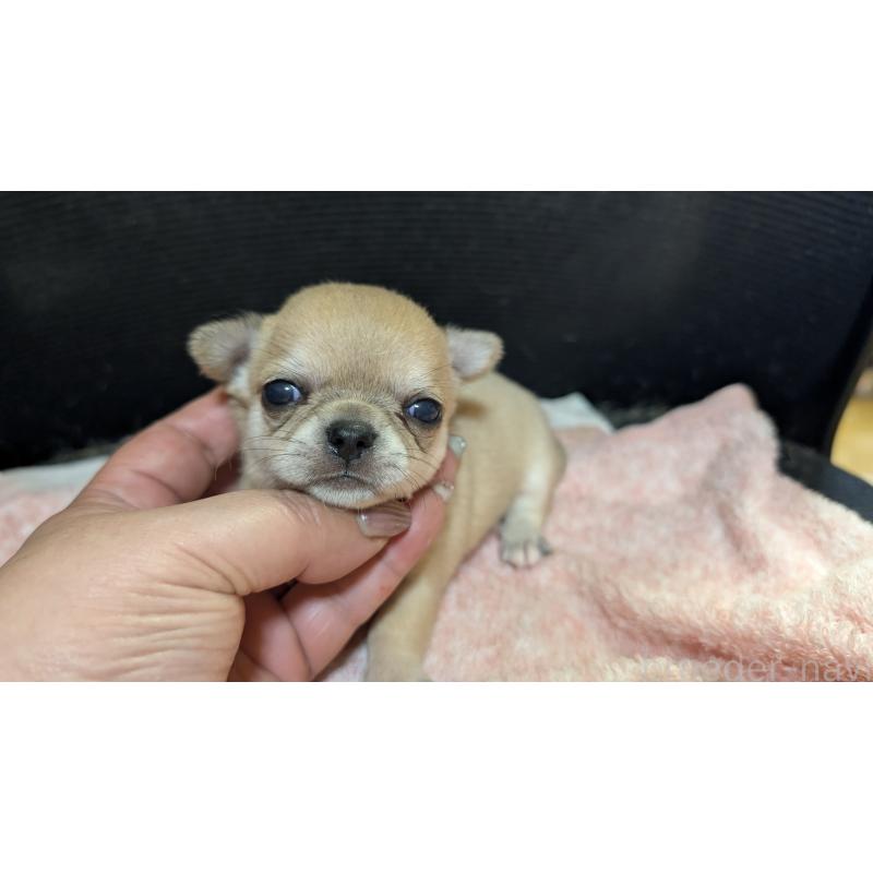 販売中の静岡県のチワワ(スムースコート)-433999の2枚目