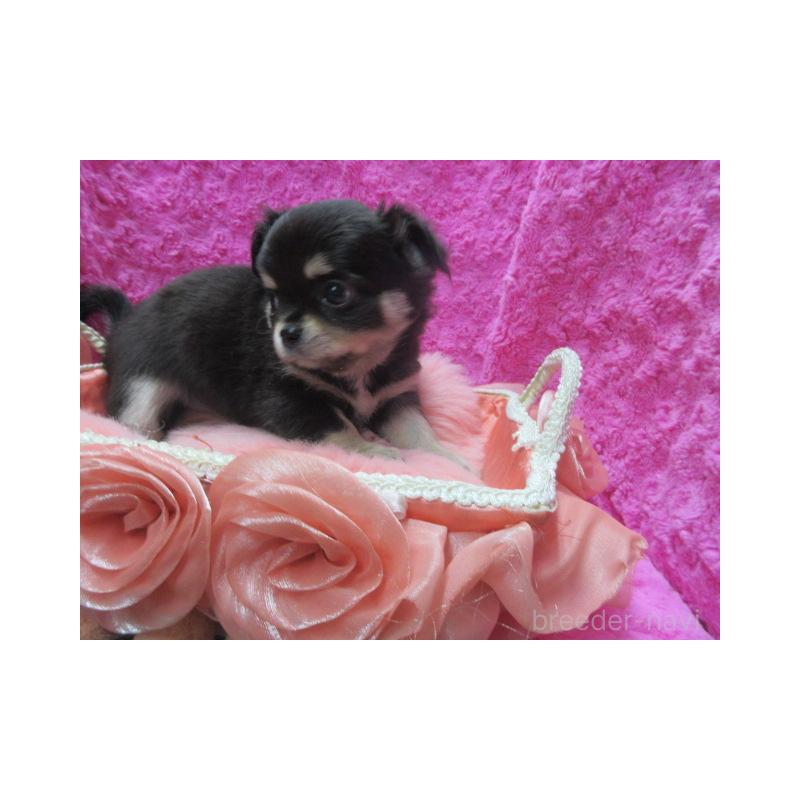 販売中の京都府のチワワ(ロングコート)-434000の5枚目