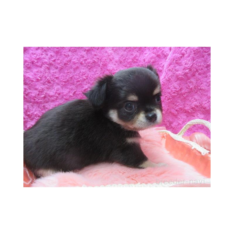 販売中の京都府のチワワ(ロングコート)-434000の4枚目