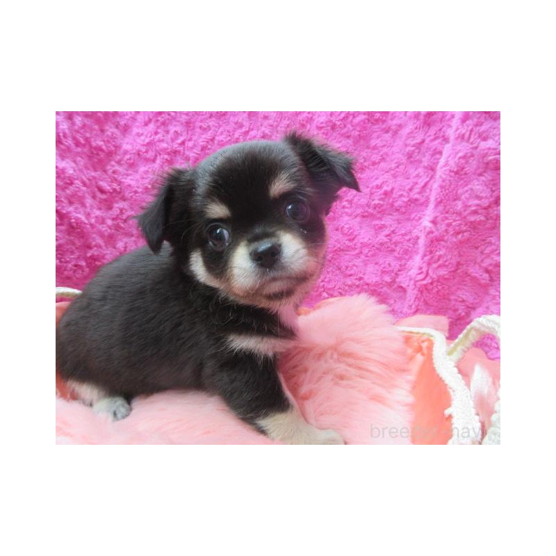 販売中の京都府のチワワ(ロングコート)-434000の3枚目