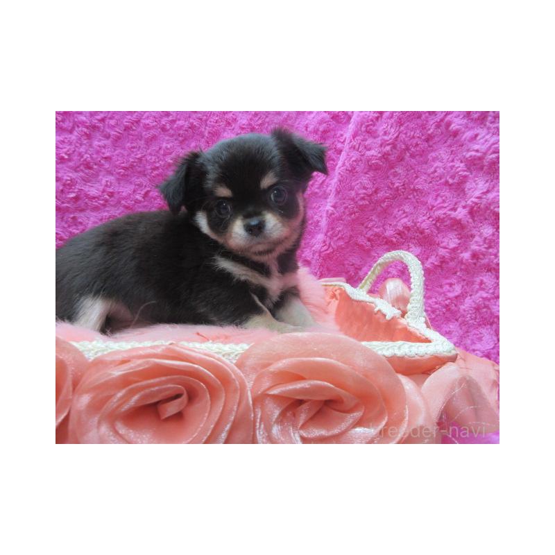 販売中の京都府のチワワ(ロングコート)-434000の2枚目