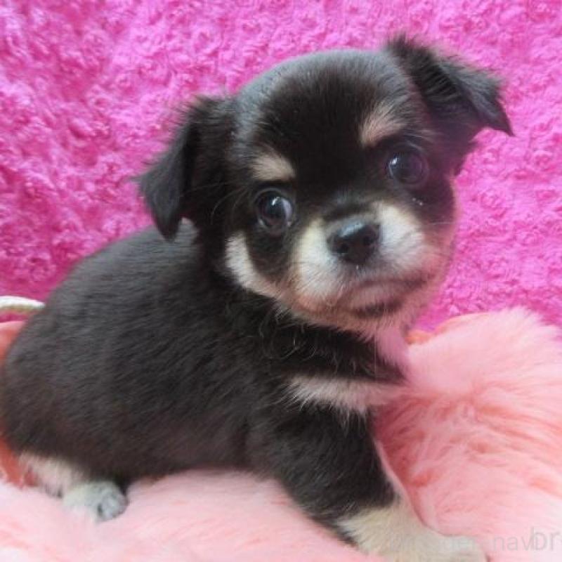 販売中の京都府のチワワ(ロングコート)-434000