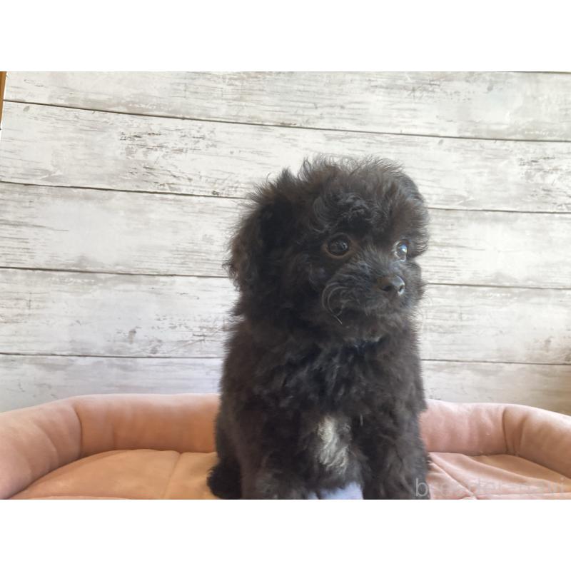 販売中の北海道のチワプー:チワワ×トイプードル-430770の5枚目