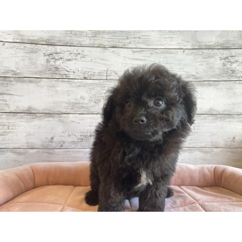 販売中の北海道のチワプー:チワワ×トイプードル-430770の4枚目