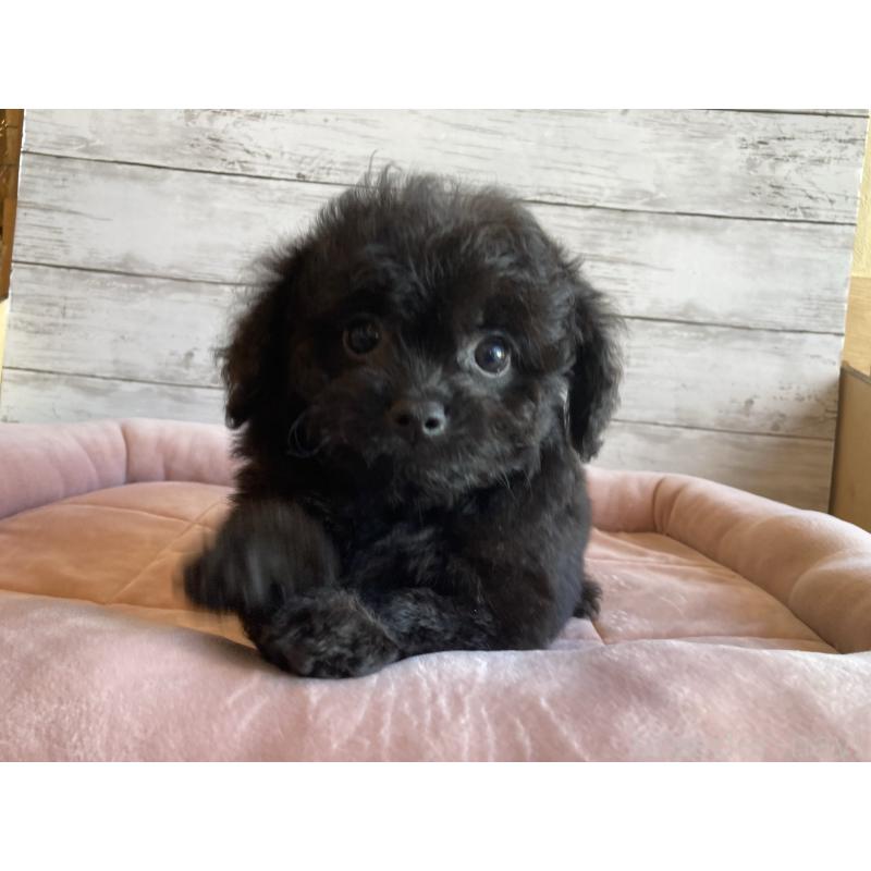 販売中の北海道のチワプー:チワワ×トイプードル-430770の2枚目
