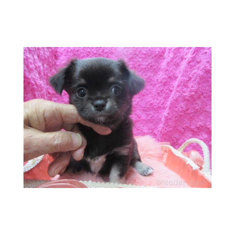 販売中の京都府のチワワ(ロングコート)-434002の4枚目