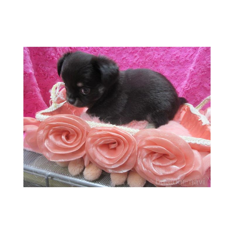 販売中の京都府のチワワ(ロングコート)-434002の5枚目