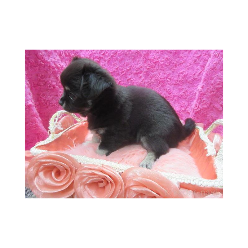 販売中の京都府のチワワ(ロングコート)-434002の3枚目