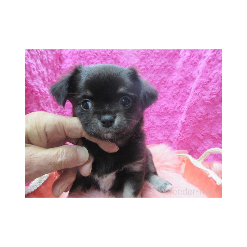 販売中の京都府のチワワ(ロングコート)-434002の2枚目