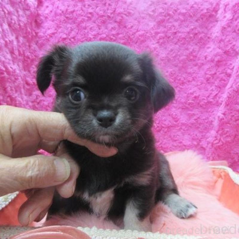 販売中の京都府のチワワ(ロングコート)-434002