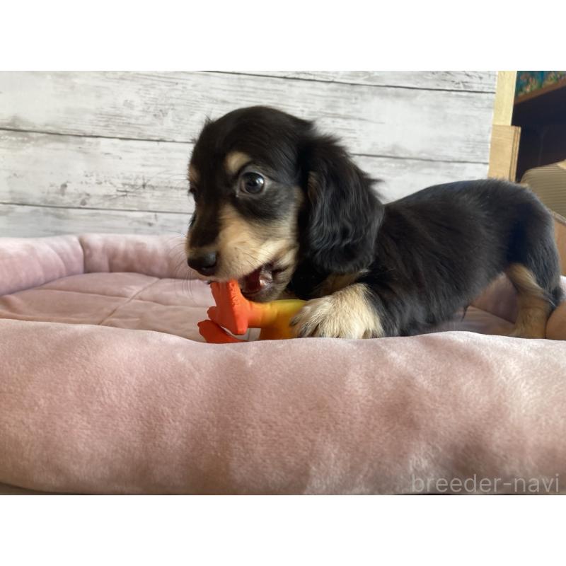 成約済の北海道のミニチュアダックスフンド(ロングヘアード)-427999の5枚目