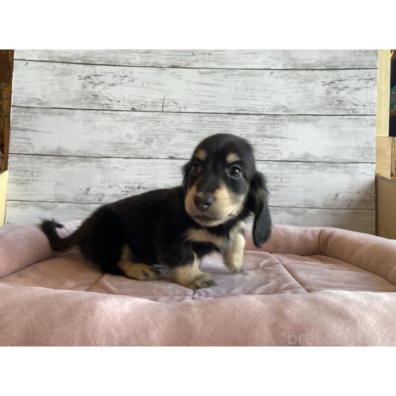 販売中の北海道のミニチュアダックスフンド(ロングヘアード)-428000の5枚目