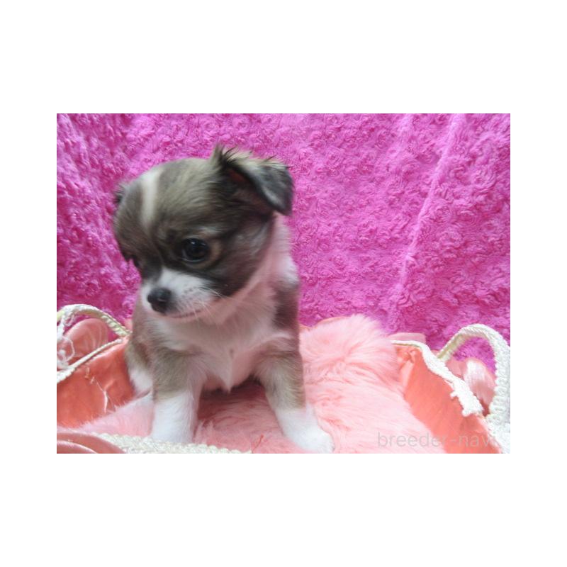 販売中の京都府のチワワ(ロングコート)-434004の5枚目