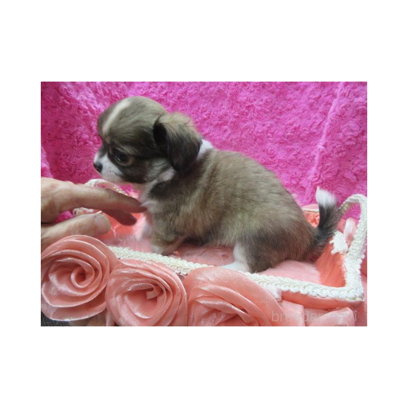 販売中の京都府のチワワ(ロングコート)-434004の4枚目