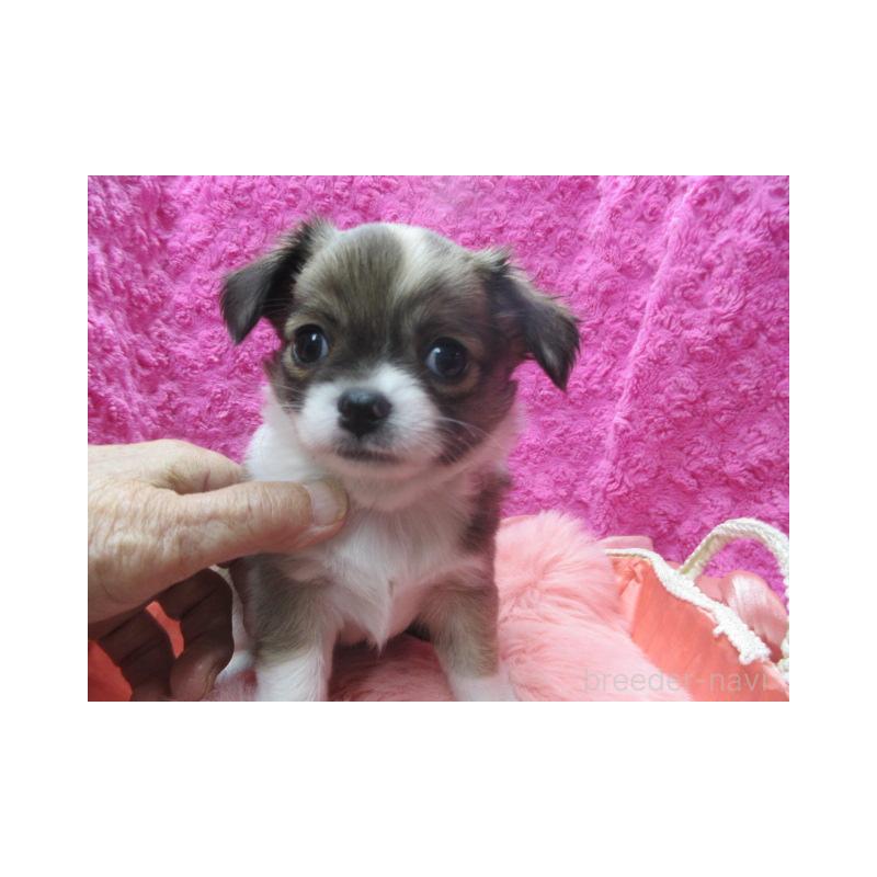 販売中の京都府のチワワ(ロングコート)-434004の3枚目