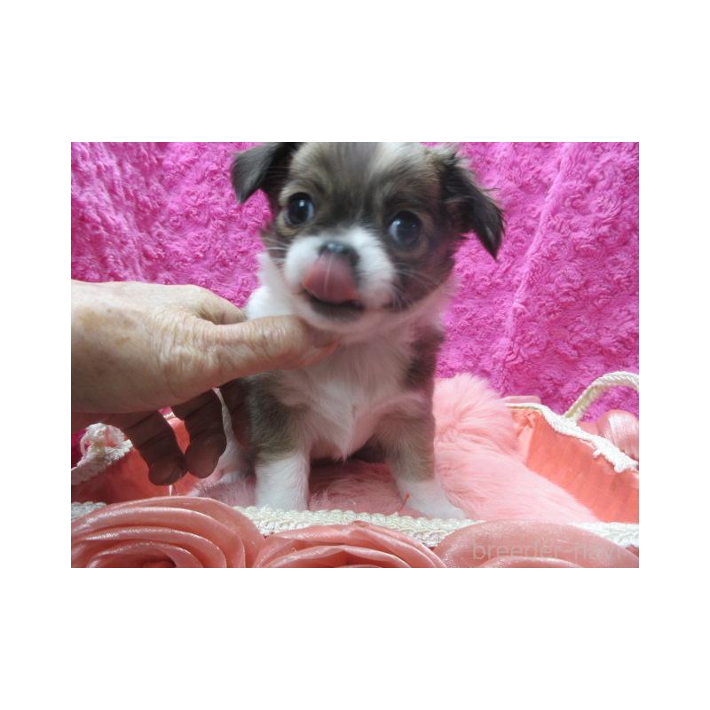 販売中の京都府のチワワ(ロングコート)-434004の2枚目