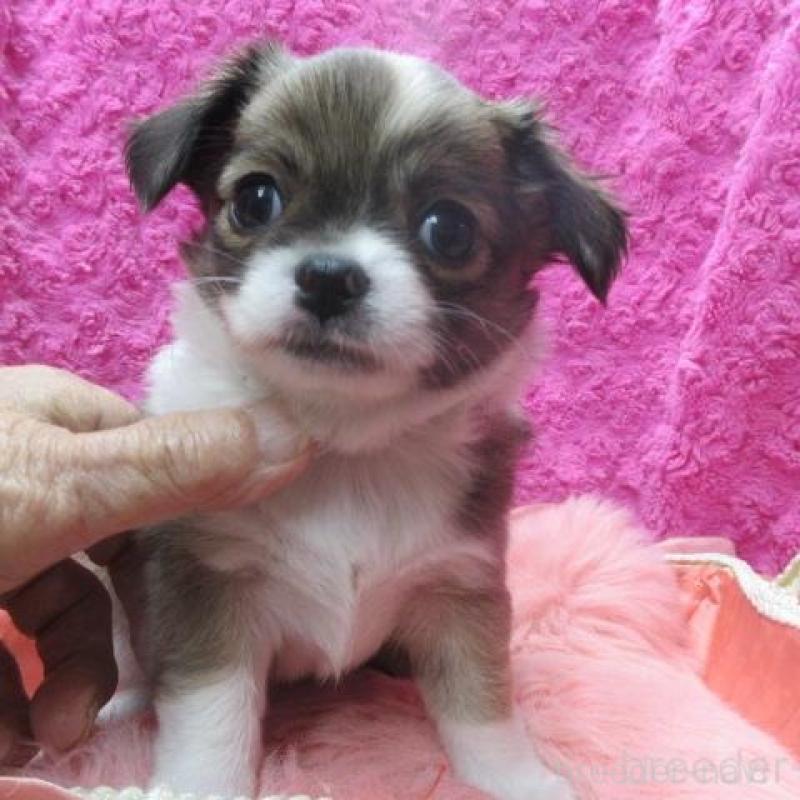 販売中の京都府のチワワ(ロングコート)-434004