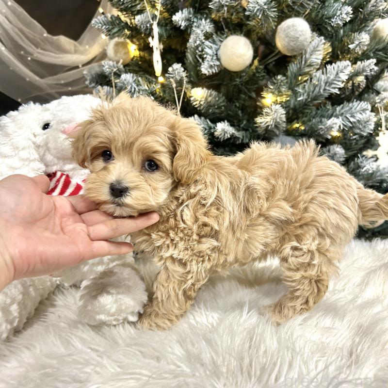 販売中の栃木県のマルプー:マルチーズ×トイプードル-434005の12枚目