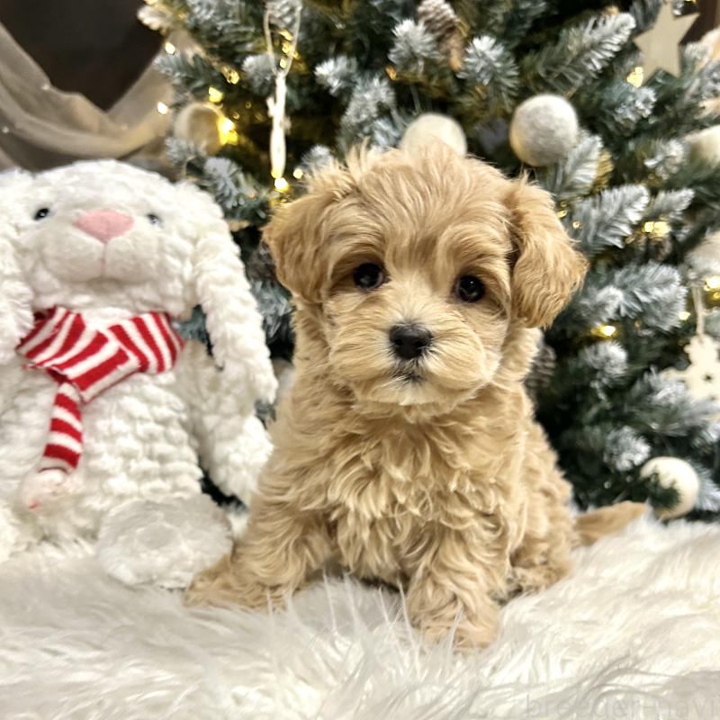 販売中の栃木県のマルプー:マルチーズ×トイプードル-434005の11枚目