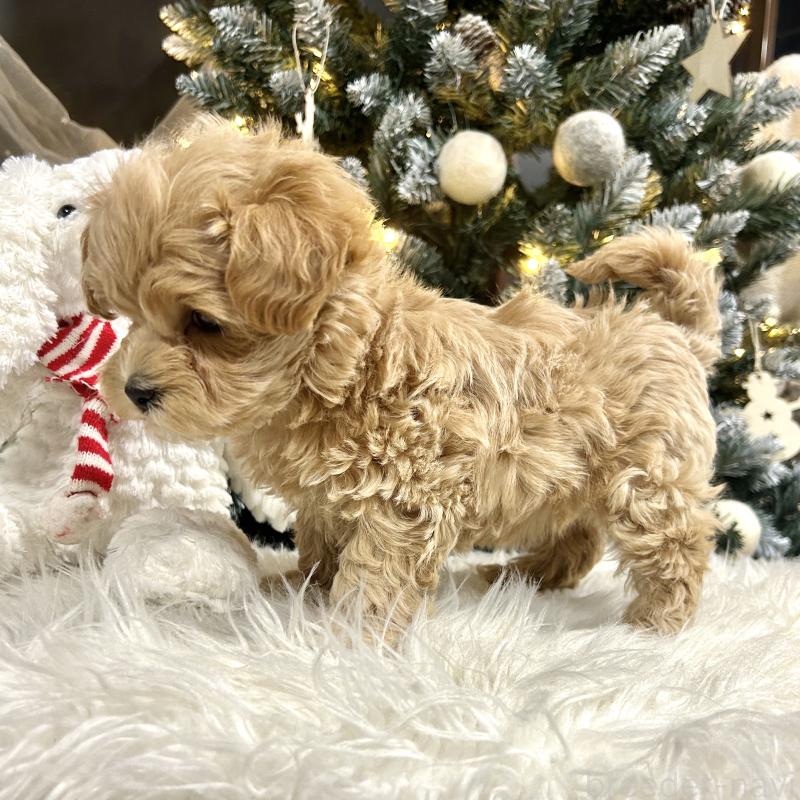 販売中の栃木県のマルプー:マルチーズ×トイプードル-434005の10枚目