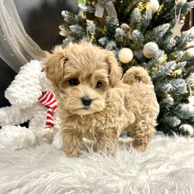 販売中の栃木県のマルプー:マルチーズ×トイプードル-434005の9枚目