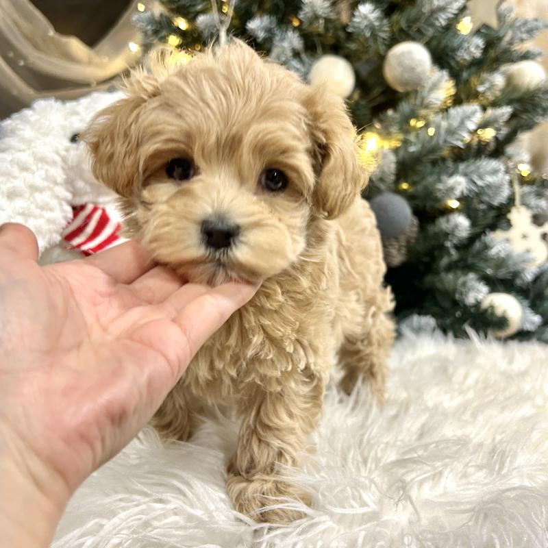 販売中の栃木県のマルプー:マルチーズ×トイプードル-434005の8枚目