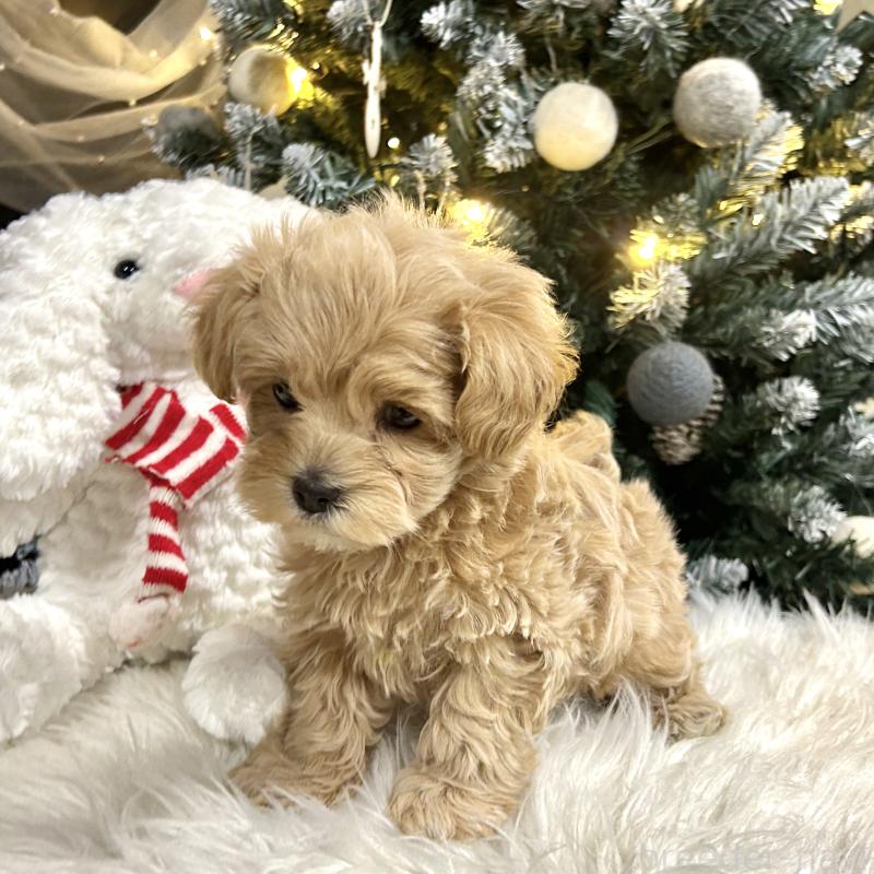 販売中の栃木県のマルプー:マルチーズ×トイプードル-434005の7枚目