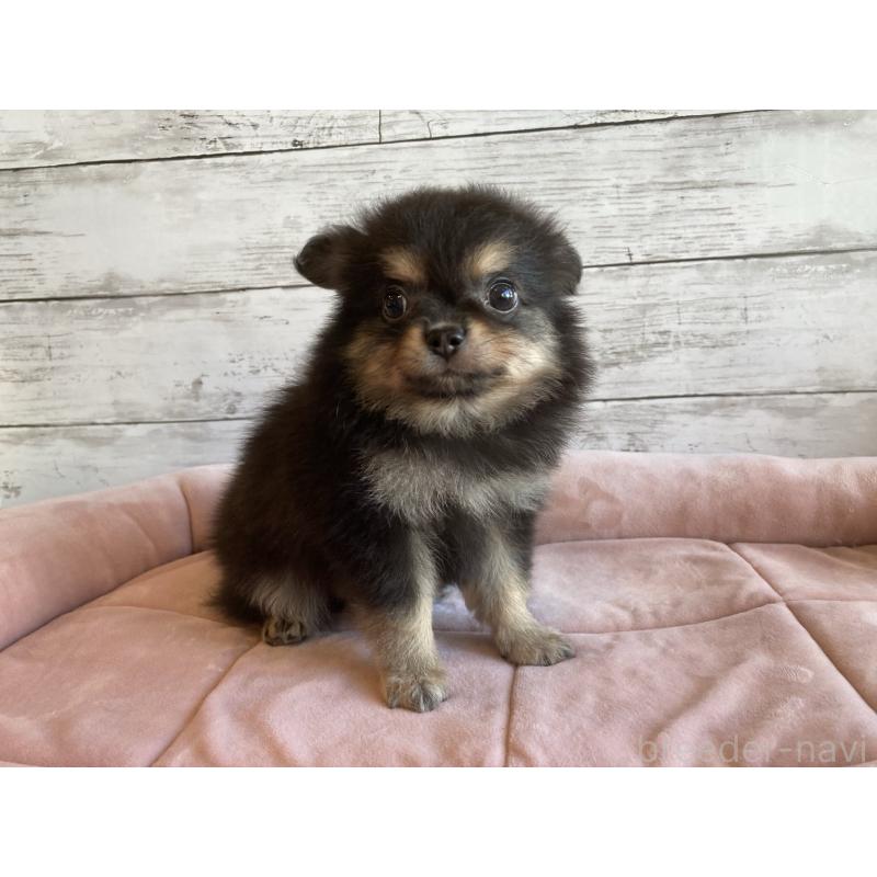 成約済の北海道のポメチワ:ポメラニアン×チワワ-430779の5枚目