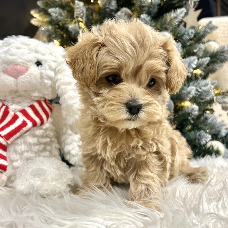 販売中の栃木県のマルプー:マルチーズ×トイプードル-434005の6枚目