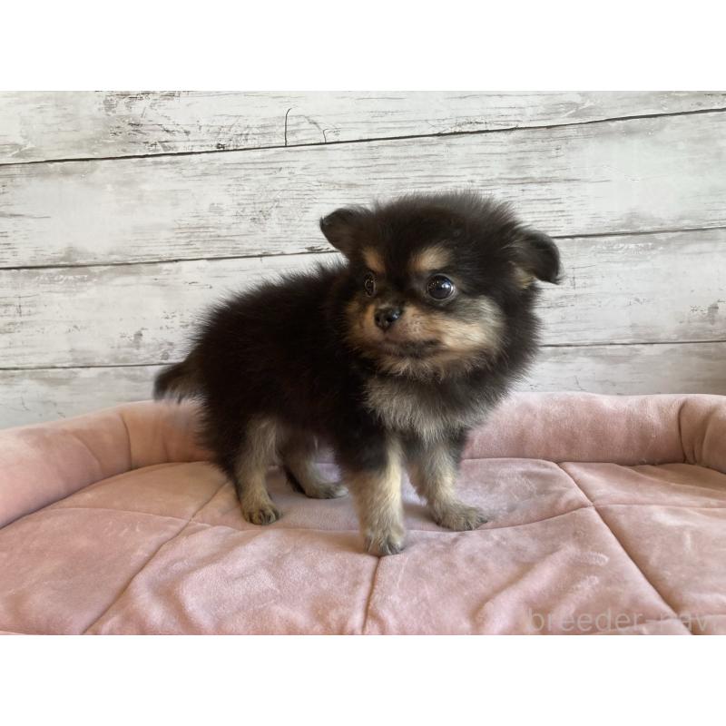 成約済の北海道のポメチワ:ポメラニアン×チワワ-430779の4枚目