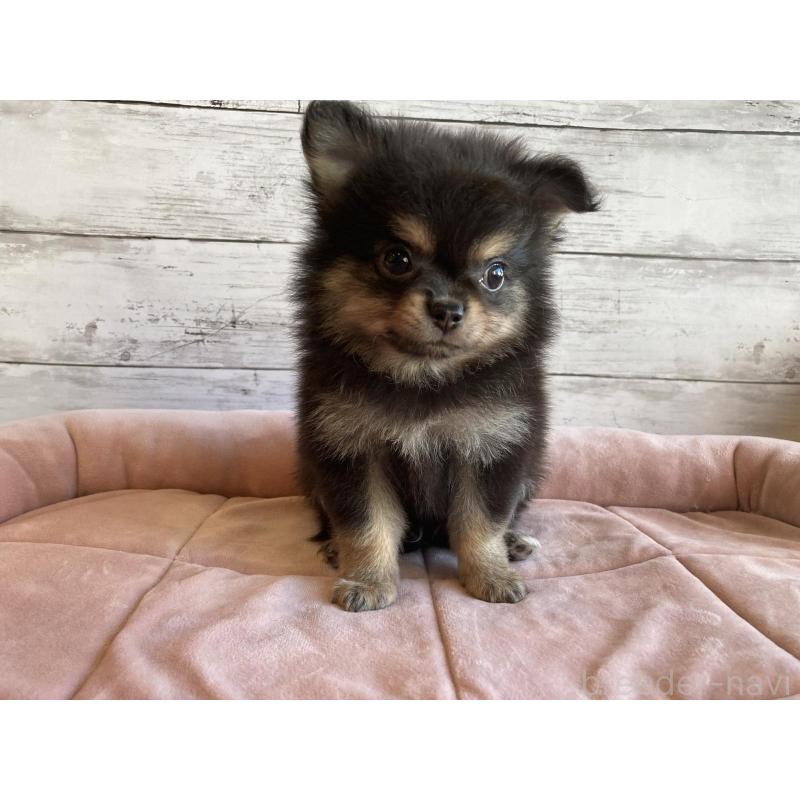 成約済の北海道のポメチワ:ポメラニアン×チワワ-430779の3枚目