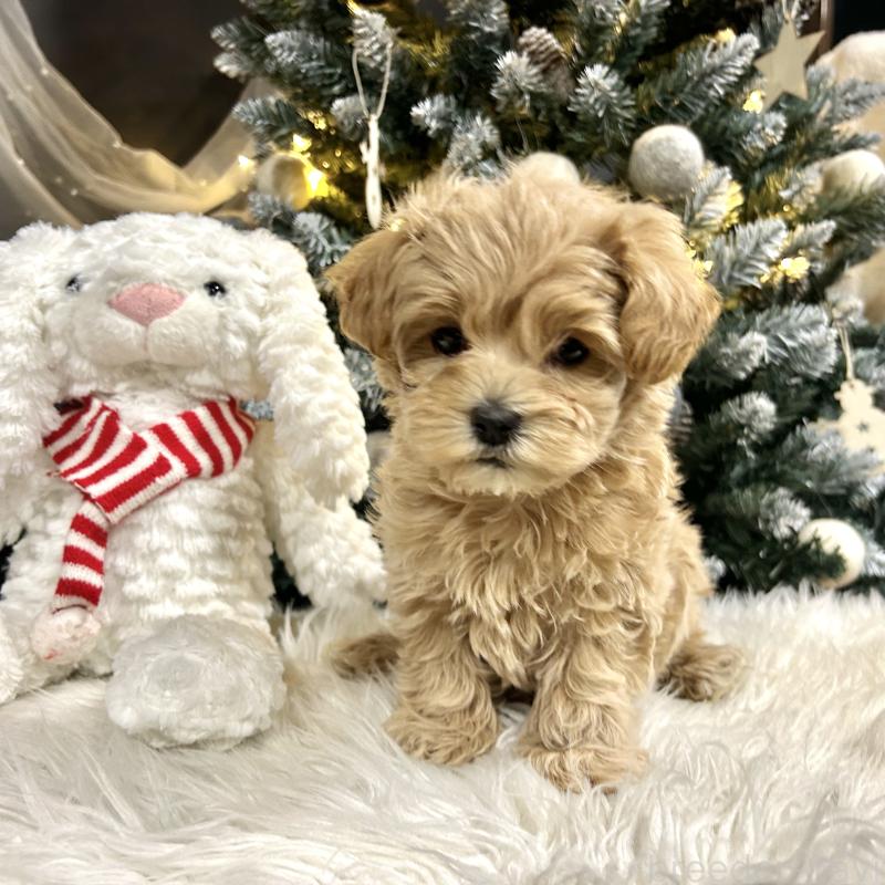 販売中の栃木県のマルプー:マルチーズ×トイプードル-434005の5枚目