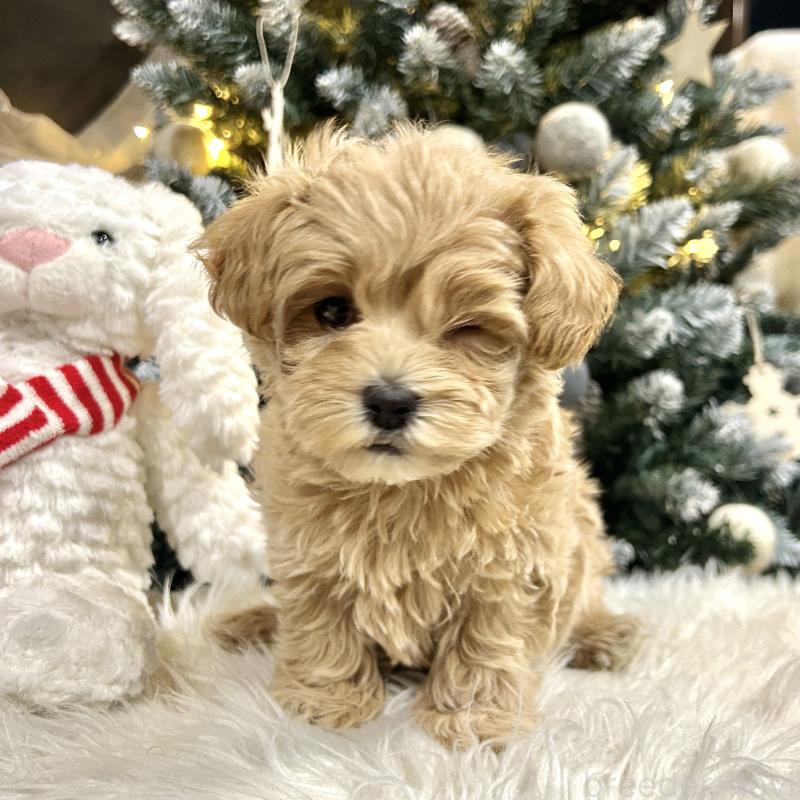 販売中の栃木県のマルプー:マルチーズ×トイプードル-434005の4枚目