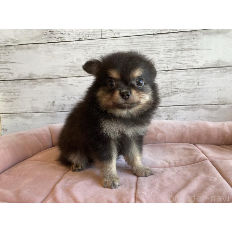 成約済の北海道のポメチワ:ポメラニアン×チワワ-430779の2枚目