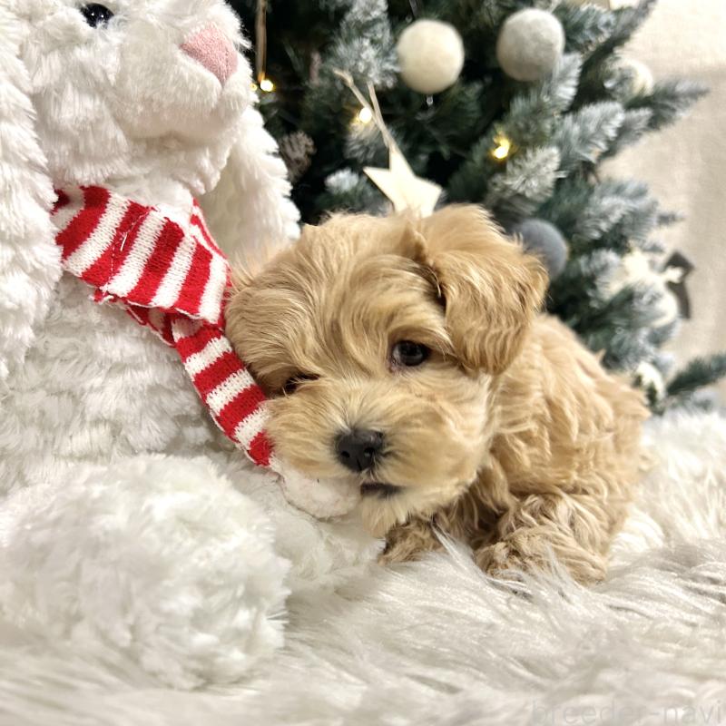 販売中の栃木県のマルプー:マルチーズ×トイプードル-434005の3枚目