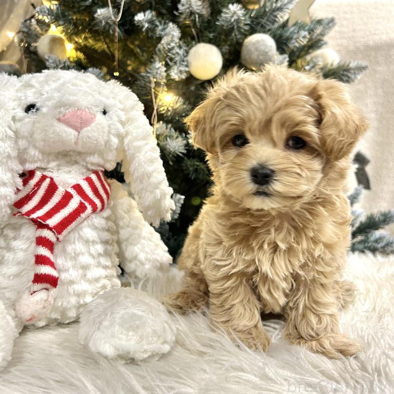 販売中の栃木県のマルプー:マルチーズ×トイプードル-434005の2枚目