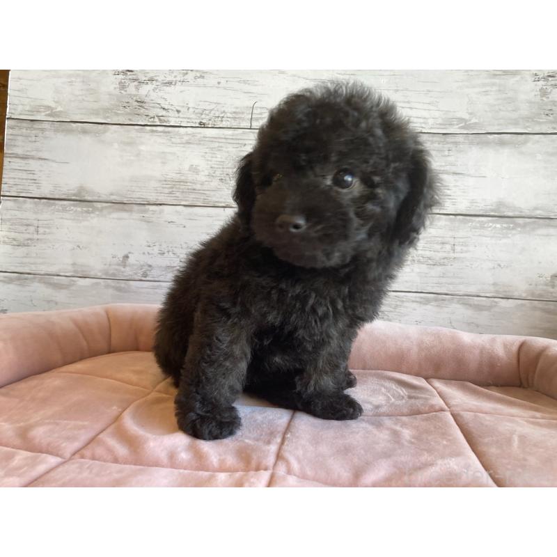 販売中の北海道のチワプー:チワワ×トイプードル-430772の5枚目