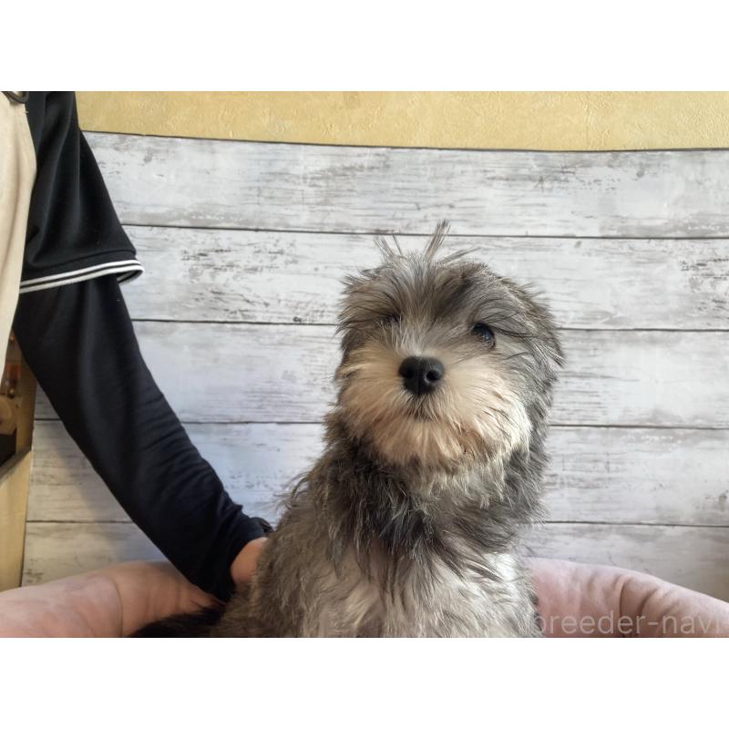 販売中の北海道のマルシュナ:マルチーズ×ミニチュアシュナウザー-423503の4枚目