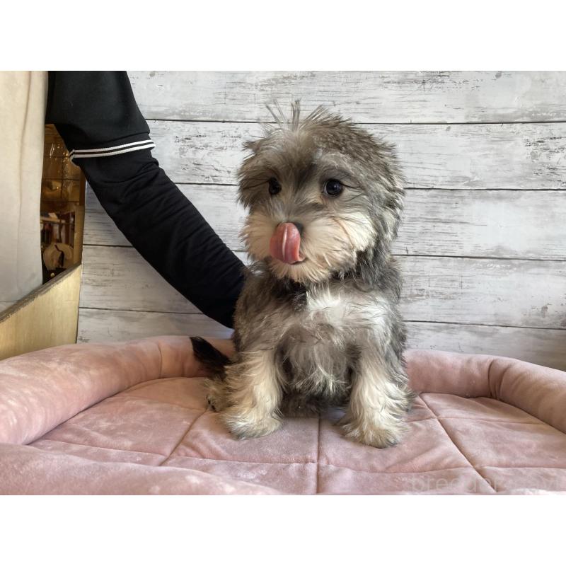 販売中の北海道のマルシュナ:マルチーズ×ミニチュアシュナウザー-423503の3枚目
