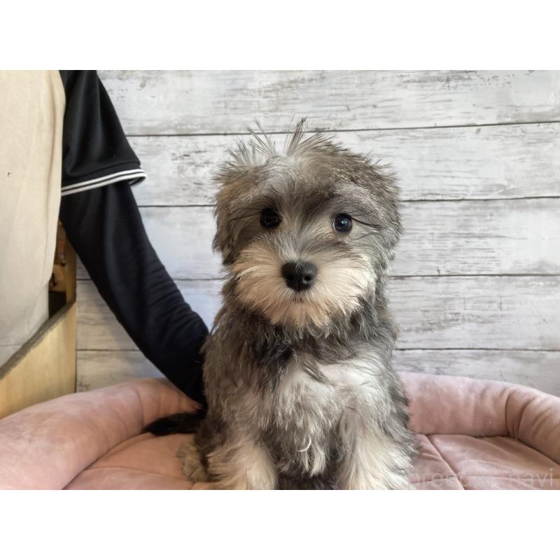 販売中の北海道のマルシュナ:マルチーズ×ミニチュアシュナウザー-423503の2枚目