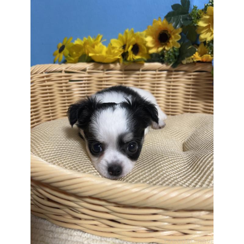 販売中の福岡県のチワワ(ロングコート)-434006の8枚目